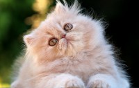 Gato persa